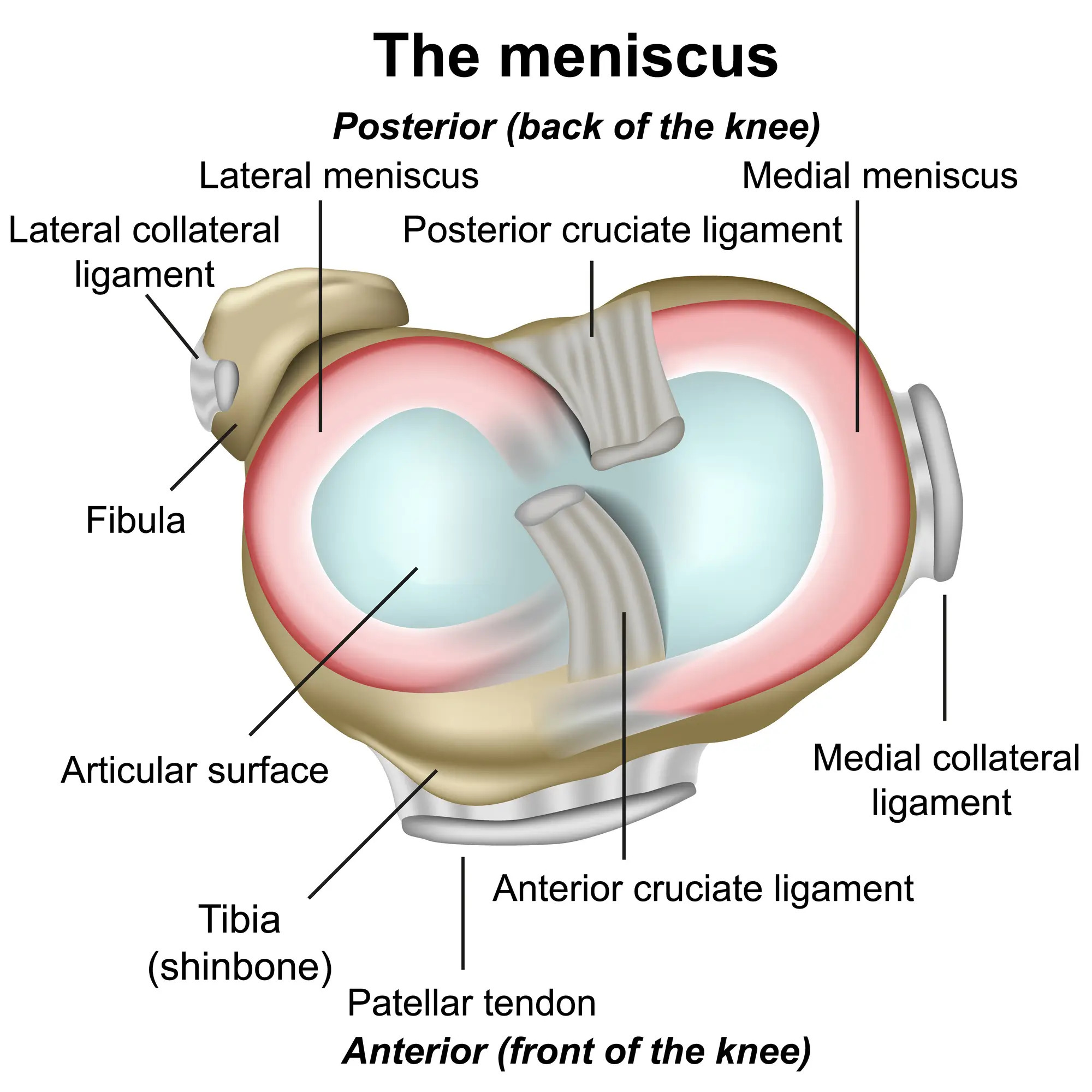 meniscus-img